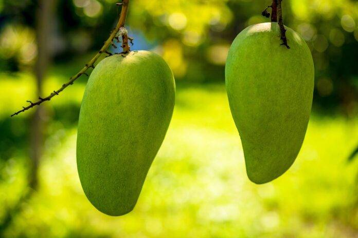 Sustainability in Mango Farming Reducing Water Use and Carbon Footprint