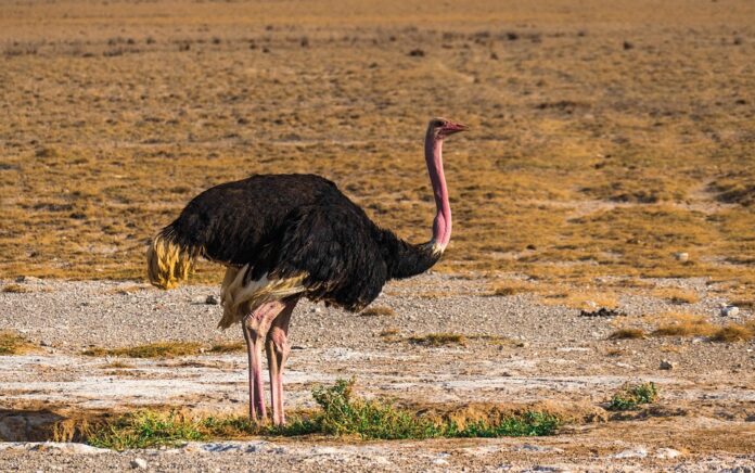 Sustainability in Ostrich Farming Reducing Carbon Footprint and Resource Use