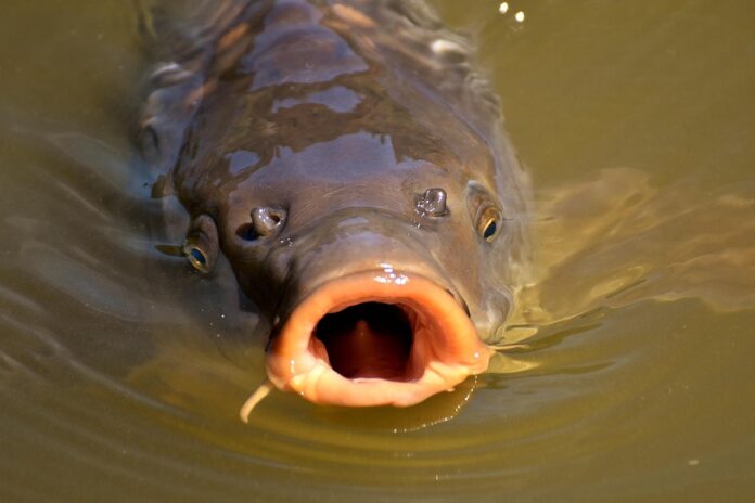 Sustainability in the Carp Industry Reducing Overfishing and Environmental Impact