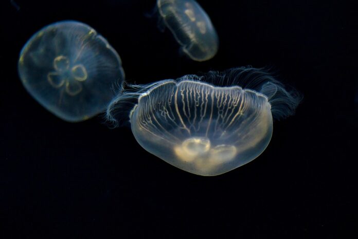 Sustainability in the Edible Jellyfish Industry Reducing Overharvesting and Environmental Impact