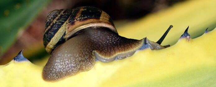 Sustainability in the Edible Snail Industry Reducing Overharvesting and Environmental Impact