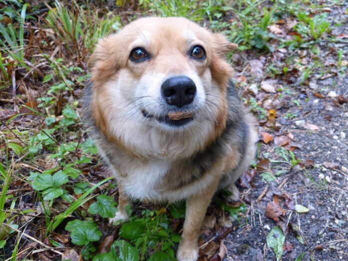 Sustainable dog food packaging and eco friendly practices attract buyers