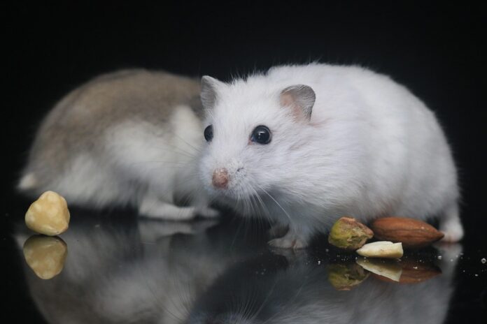 Syrian and dwarf hamsters require different food textures and sizes