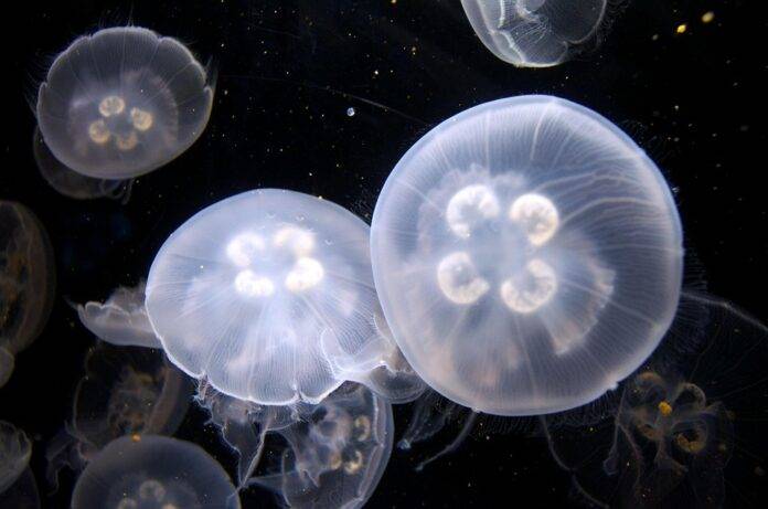 The Business of Jellies and How Entrepreneurs Are Expanding the Market
