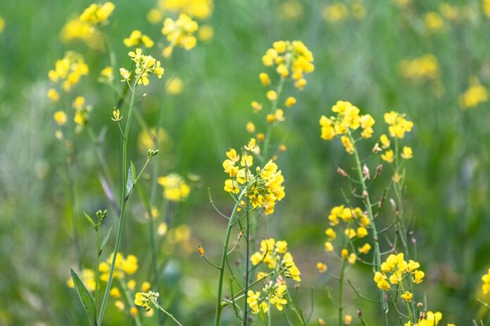 The Competitive Landscape of Mustard Brands Global and Regional Market Leaders