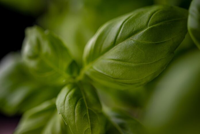 The Economics of Basil Price Trends Supply Chains and Market Forces