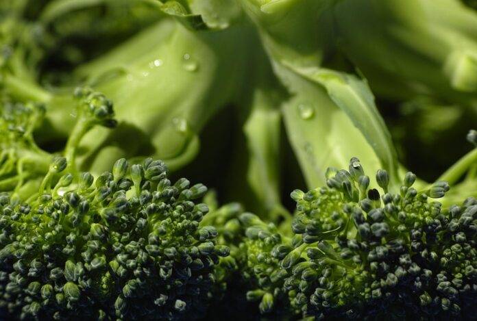 The Economics of Broccoli Price Trends Supply Chains and Market Forces