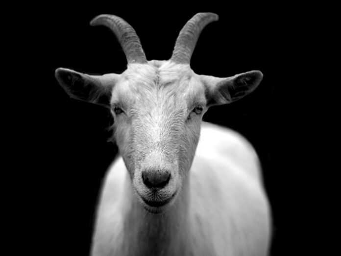 The Economics of Contract Farming in the Goat Meat Sector Who Benefits?