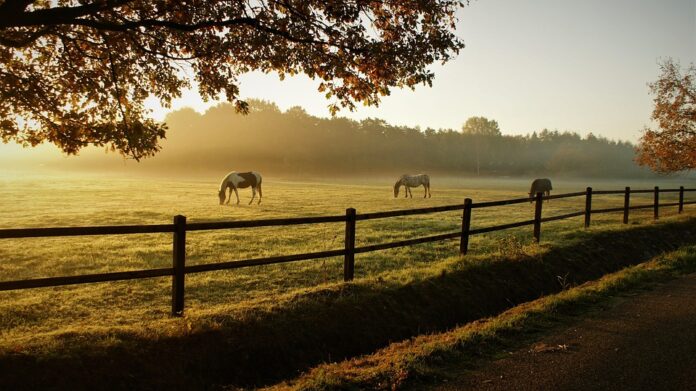 The Economics of Contract Farming in the Horse Meat Sector Who Benefits?