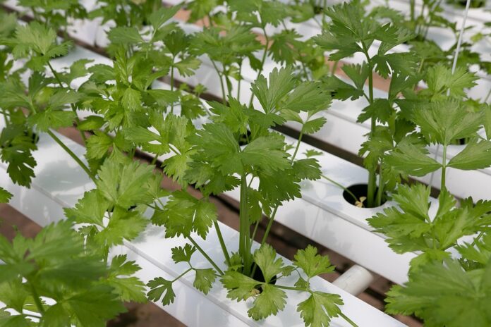 The Economics of Coriander Price Trends Supply Chains and Market Forces