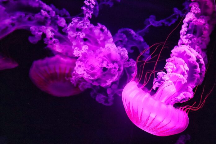 The Economics of Edible Jellyfish Price Trends Supply Chains and Market Forces