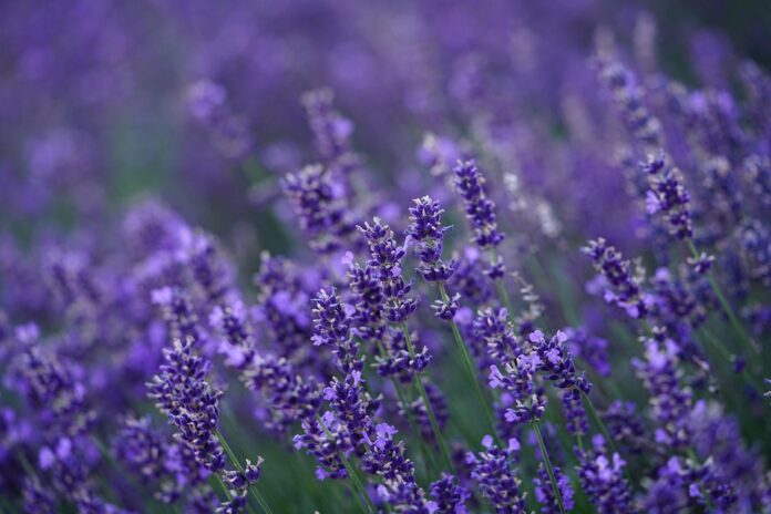 The Economics of Lavender Price Trends Supply Chains and Market Forces