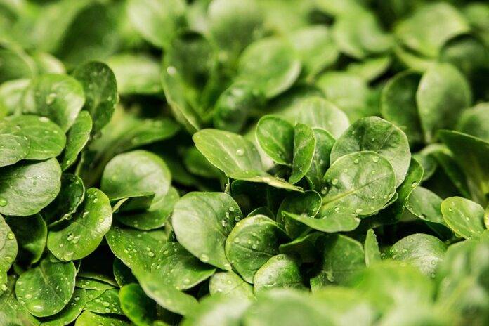 The Economics of Lettuce Price Trends Supply Chains and Market Forces