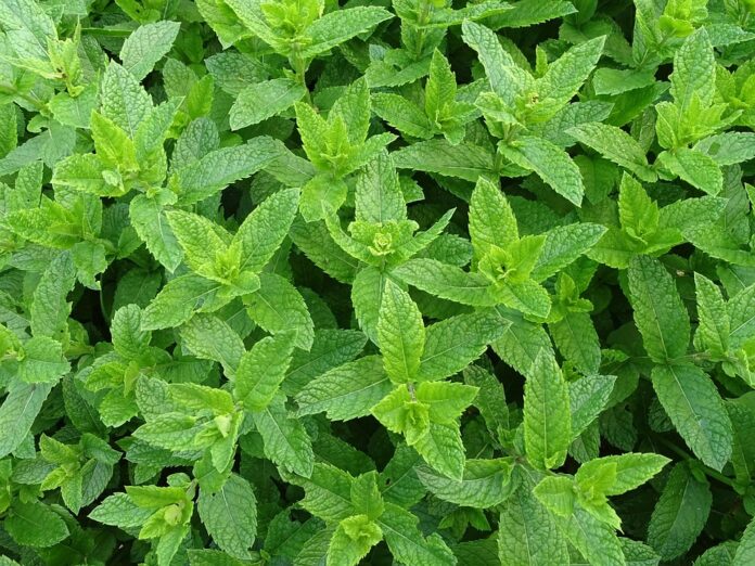 The Economics of Mint Price Trends Supply Chains and Market Forces