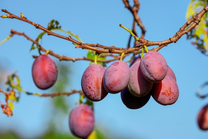 The Economics of Plum Price Trends Supply Chains and Market Forces