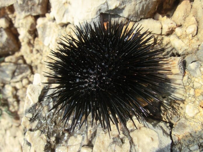 The Economics of Sea Urchins Price Trends Supply Chains and Market Forces
