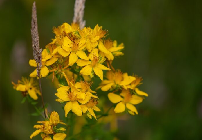 The Economics of St. Johnʼs Wort Price Trends Supply Chains and Market Forces