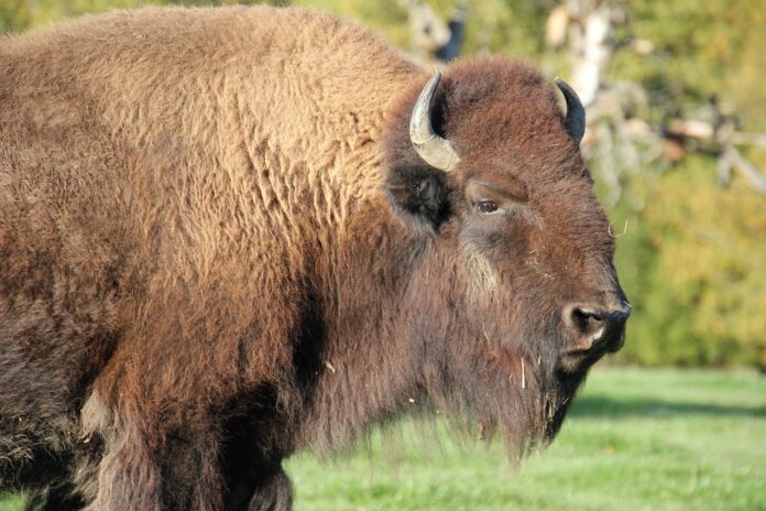 The Evolution of Bison Breeding for Meat Production Enhancing Yield and Growth Rates