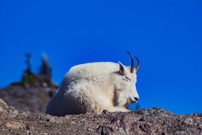 The Evolution of Goat Breeding Enhancing Yield Growth Rates and Disease Resistance