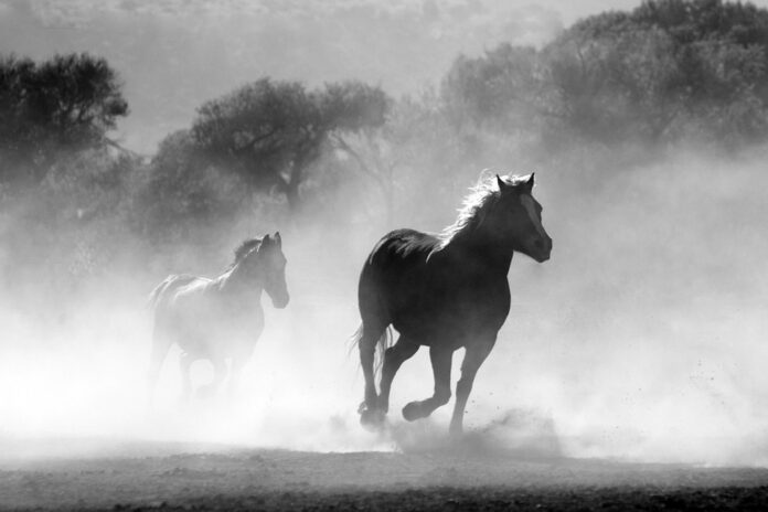 The Evolution of Horse Breeding for Meat Production Enhancing Yield and Growth Rates