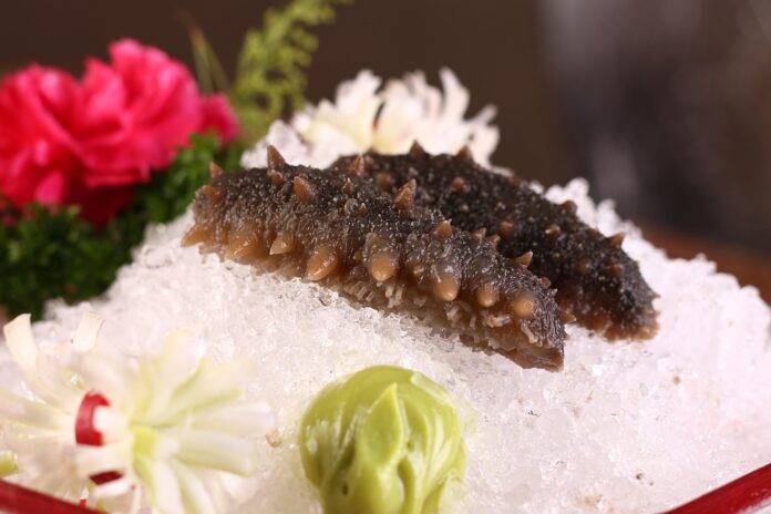 The Evolution of Sea Cucumber Harvesting and Aquaculture Technologies Enhancing Yield and Sustainability