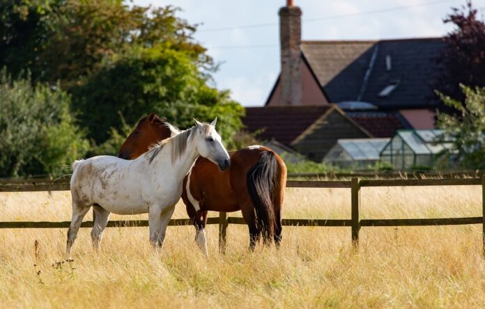 The Future of Cultured Horse Meat and Plant-Based Alternatives Industry Disruption or Opportunity?