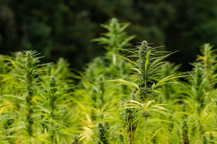 The Future of the Hemp Seeds Industry Predictions for the Next Decade