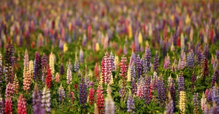 The Future of the Lupin Industry Predictions for the Next Decade