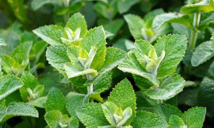 The Future of the Peppermint Industry Predictions for the Next Decade