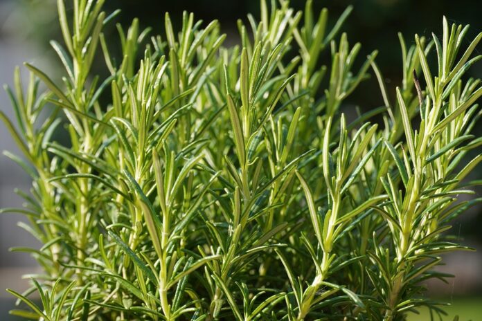The Future of the Rosemary Industry Predictions for the Next Decade