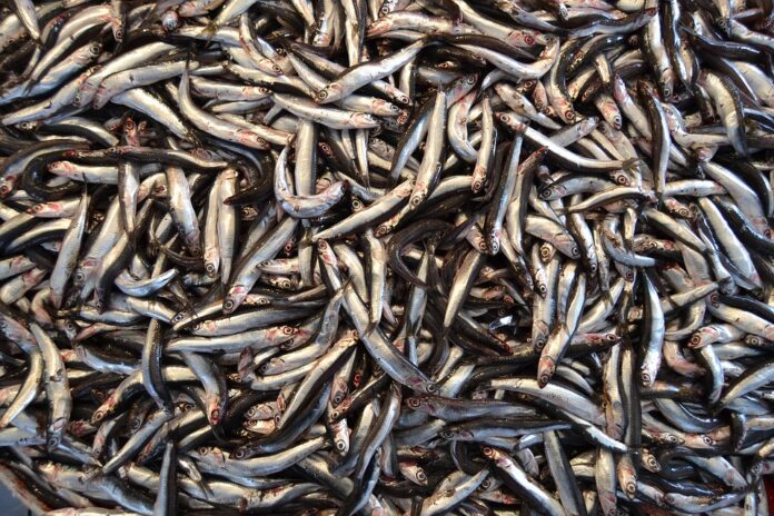 The Global Anchovy Market in 2025 Trends Opportunities and Challenges