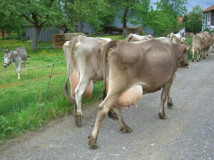 The Global Donkey Milk Industry From Ancient Remedy to Emerging Health Trend