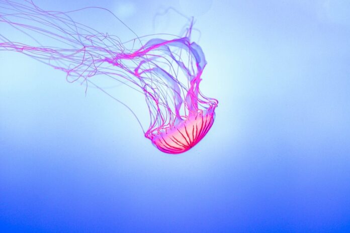The Global Edible Jellyfish Market in 2025 Trends Opportunities and Challenges