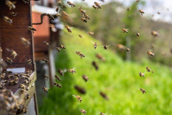 The Global Honey Industry From Beekeeping Traditions to Billion Dollar Market