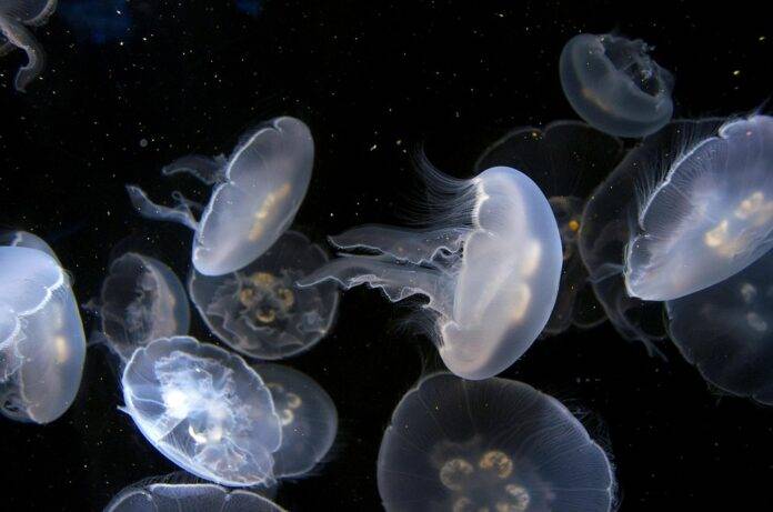The Global Jellies Industry From Fruit Pectins to Gelatin-Based Treats