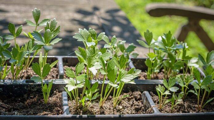 The Global Lovage Market in 2025 Trends Opportunities and Challenges
