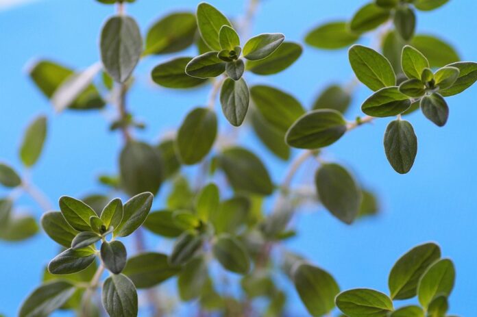 The Global Marjoram Market in 2025 Trends Opportunities and Challenges