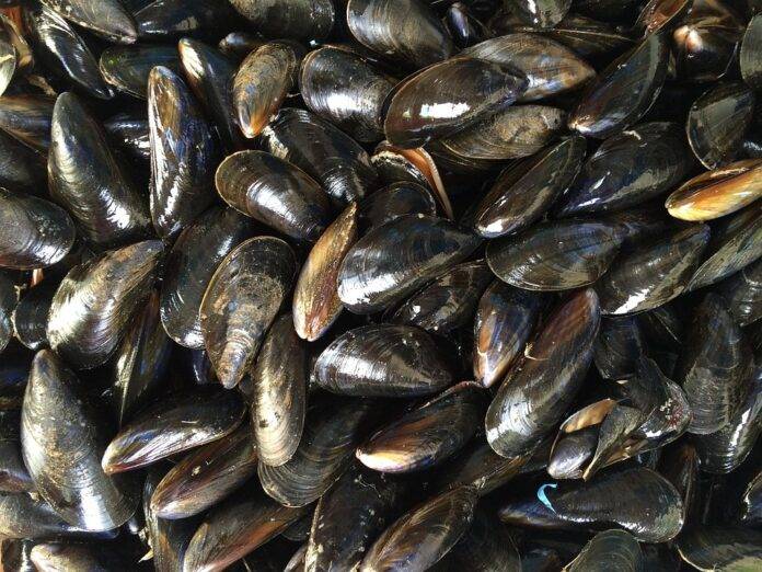 The Global Mussel Market in 2025 Trends Opportunities and Challenges