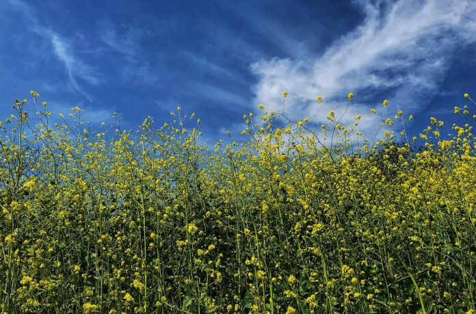 The Global Mustard Industry Market Size Growth and Future Trends