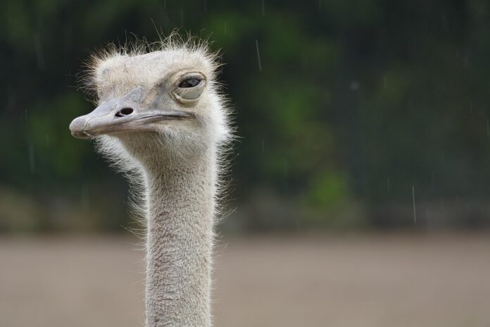 The Global Ostrich Meat Market in 2025 Trends Opportunities and Challenges
