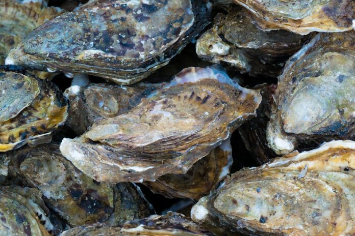 The Global Oyster Market in 2025: Trends