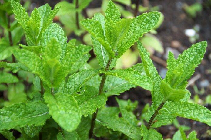The Global Peppermint Industry From Farm to Confectionery