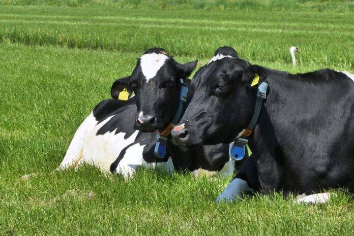 The Global Rise of the Whey Industry in Dairy Processing