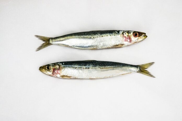 The Global Sardine Market in 2025 Trends Opportunities and Challenges
