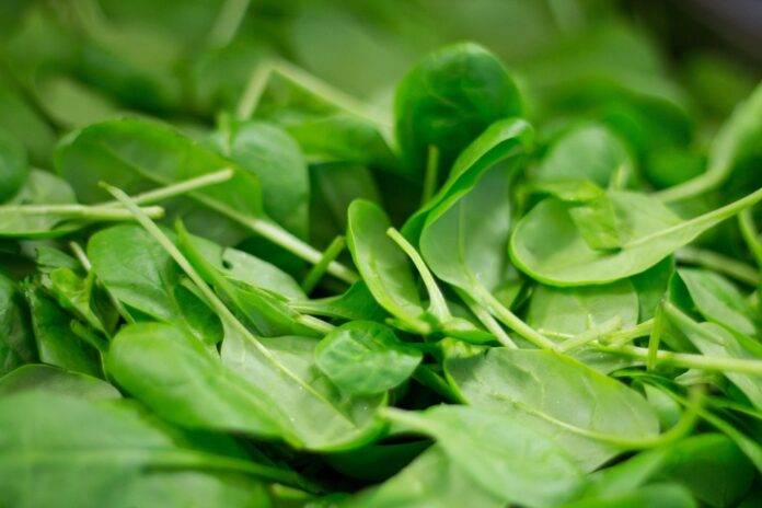 The Global Spinach Market in 2025 Trends Opportunities and Challenges