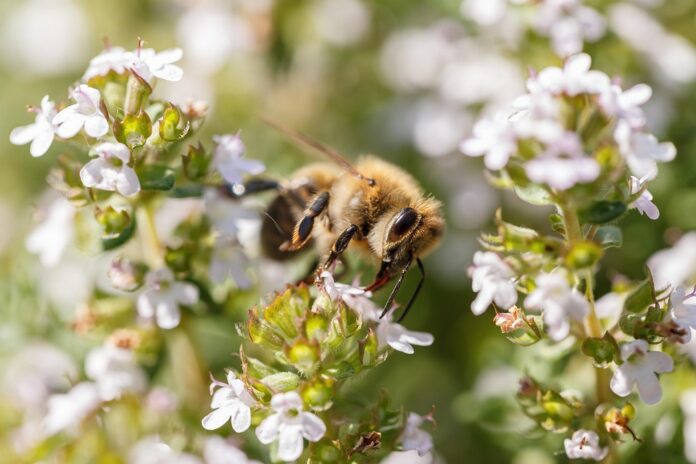 The Global Thyme Market in 2025 Trends Opportunities and Challenges