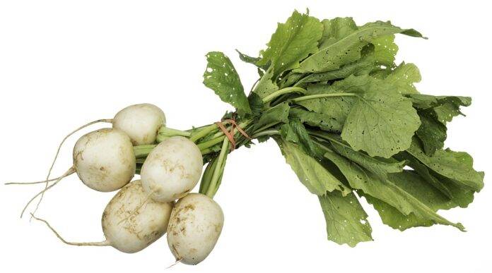 The Global Turnip Market in 2025 Trends Opportunities and Challenges