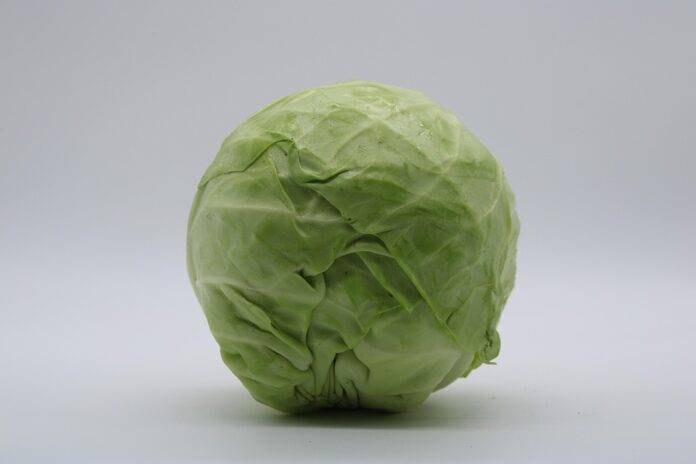 The Growing Demand for Organic Cabbage Based Products What’s Driving It
