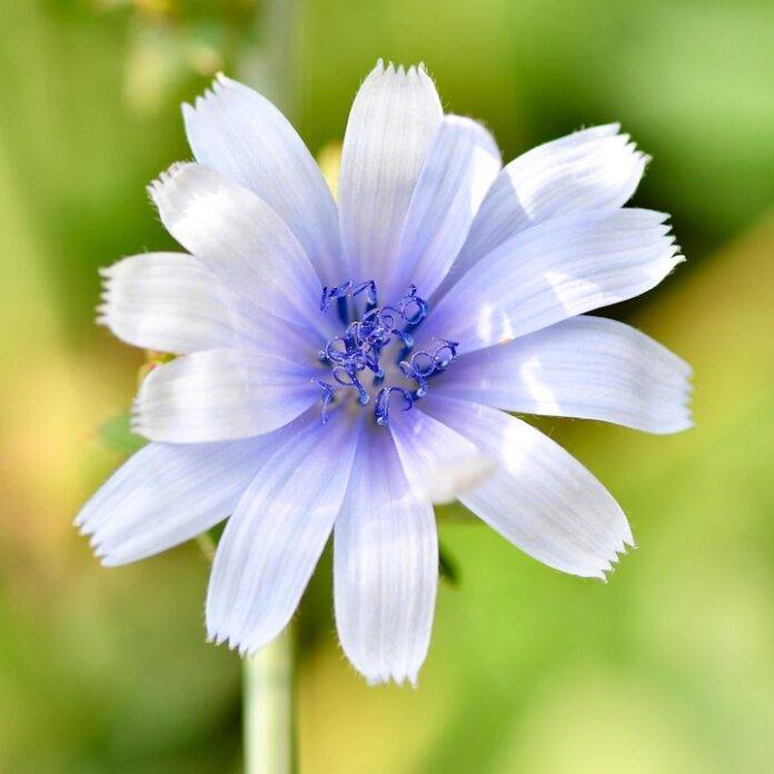 The Growing Demand for Organic Chicory Based Products What’s Driving It