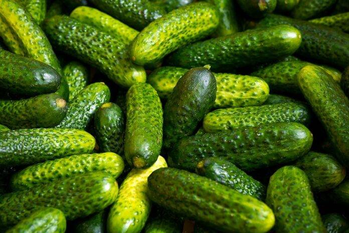 The Growing Demand for Organic Gherkin Based Products What’s Driving It